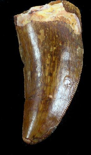 Thick, Serrated Carcharodontosaurus Tooth #37013